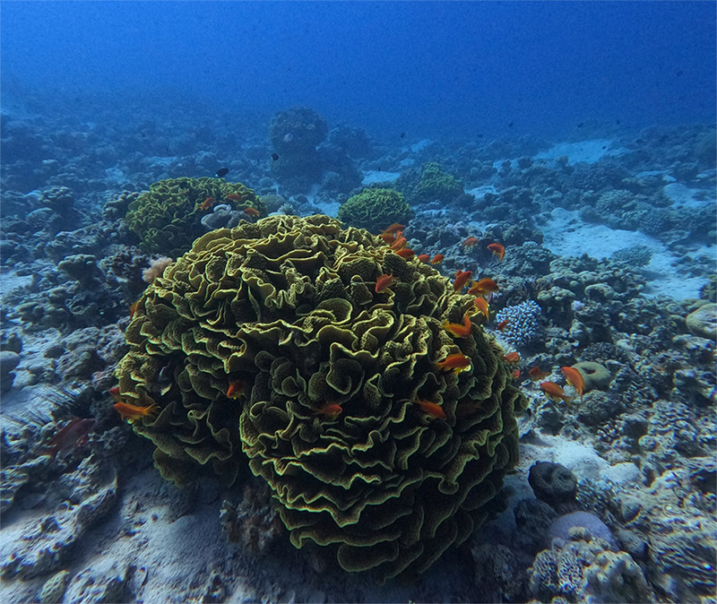 The Gulf of Aqaba