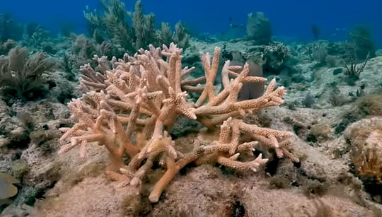 protection of coral khalifa port