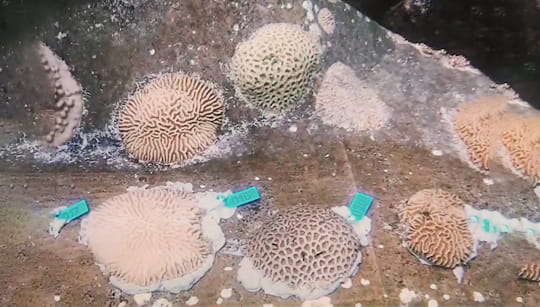 Coral Reefs Successfully Relocated
