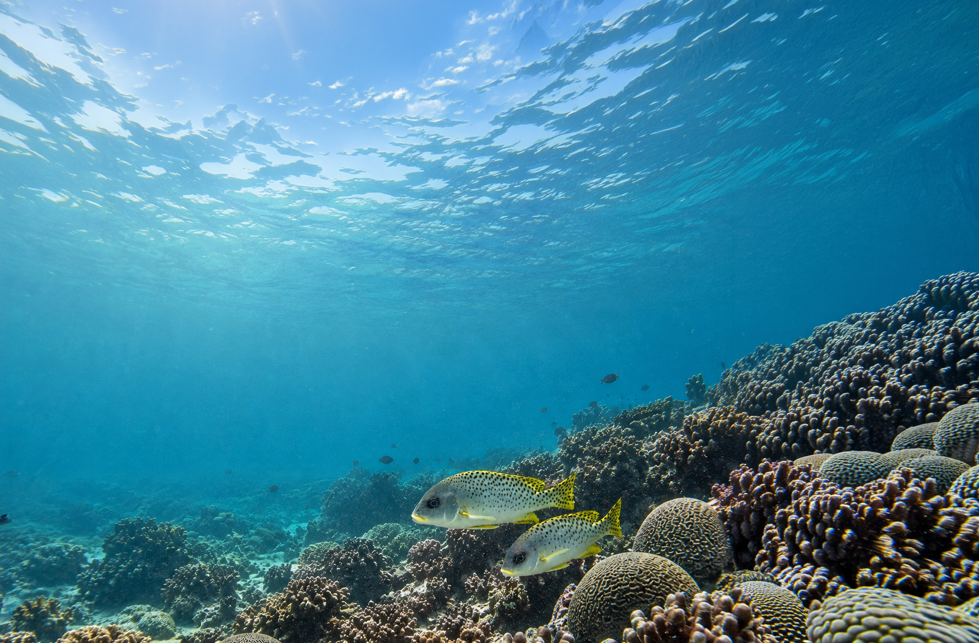Nature And Biodiversity Conservation